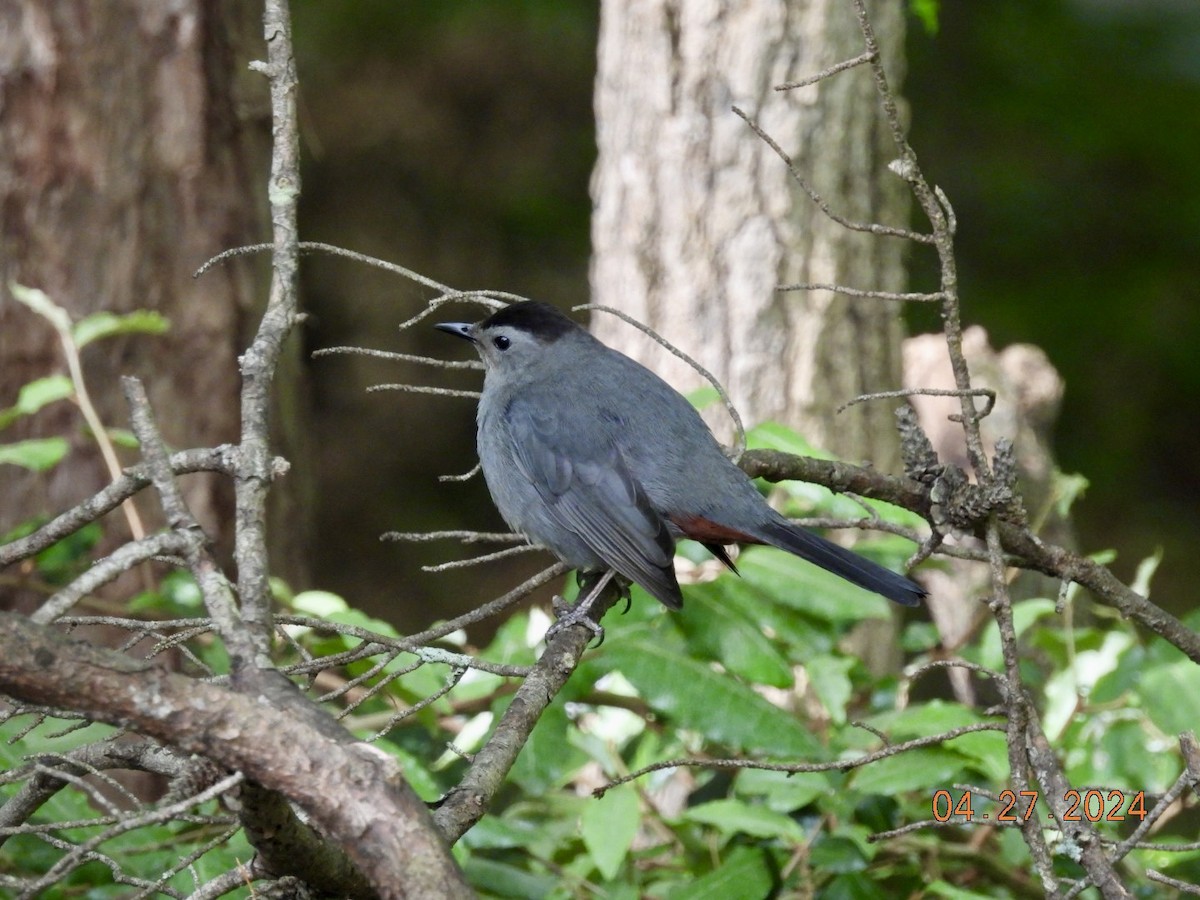 Gray Catbird - Matt Rivers