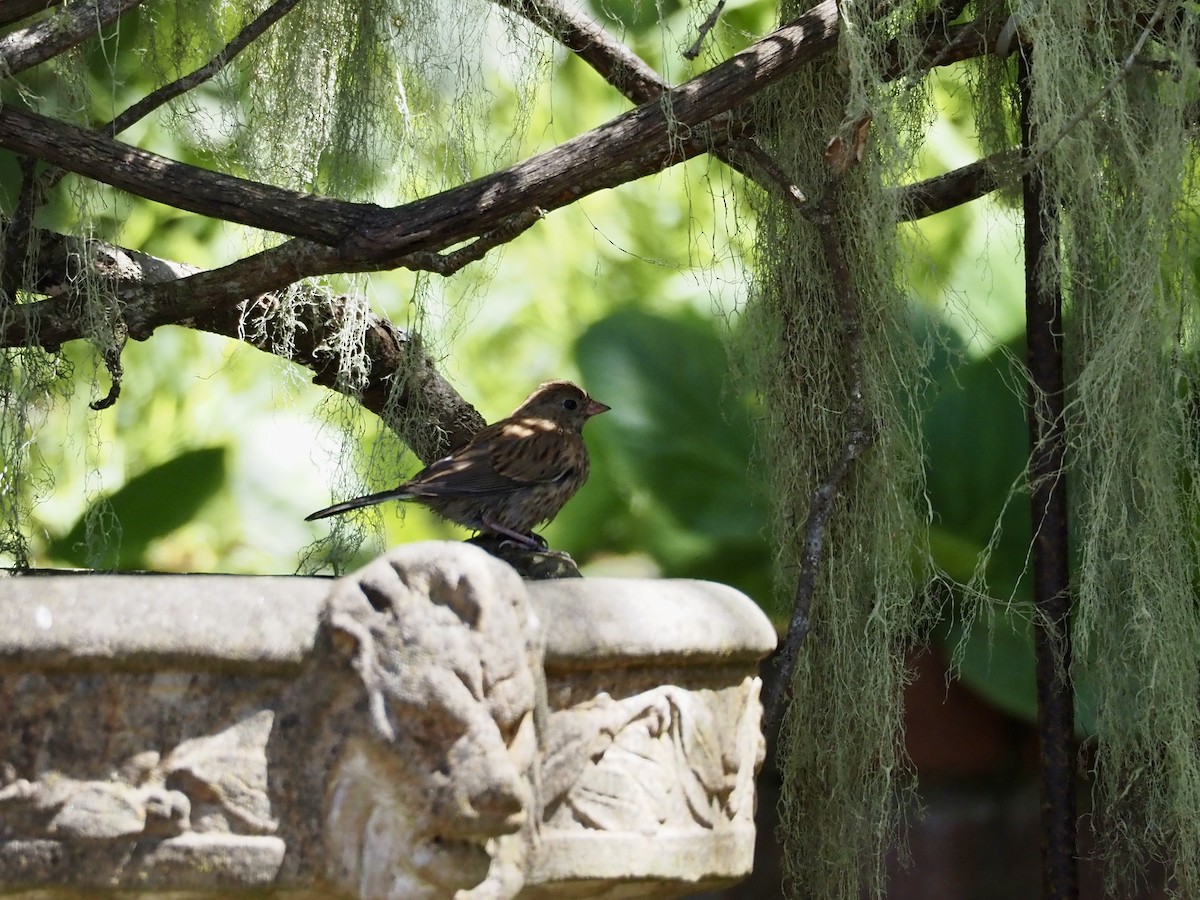 Dark-eyed Junco (Oregon) - ML618404552