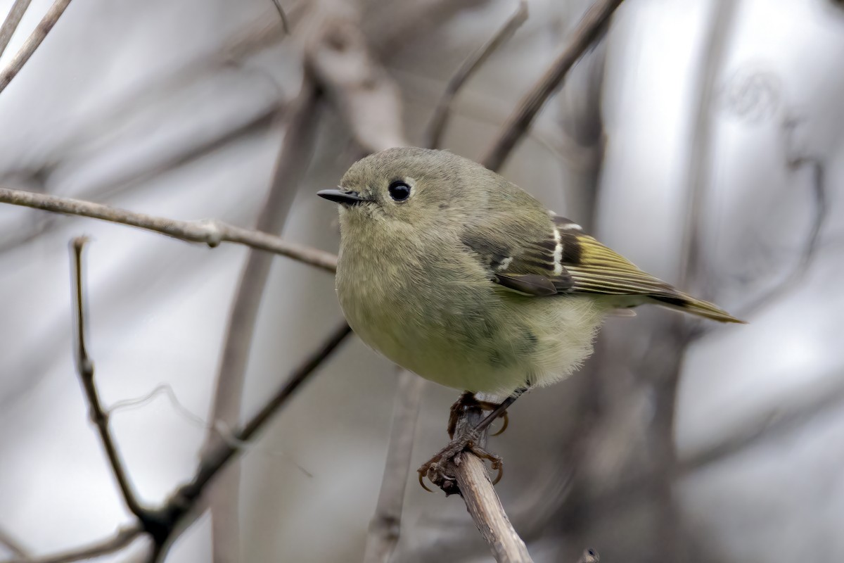 Ruby-crowned Kinglet - Al Caughey