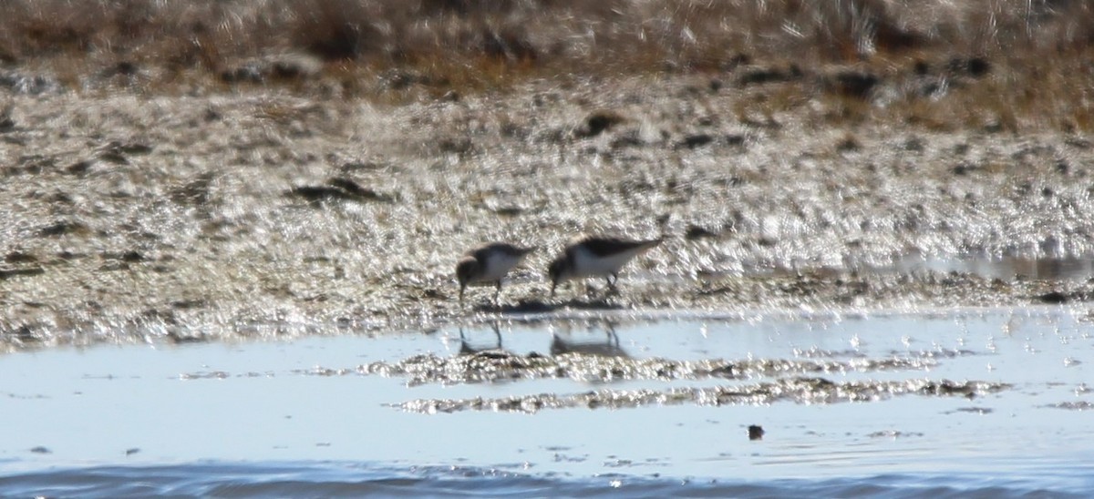 Semipalmated Sandpiper - Don Cassidy