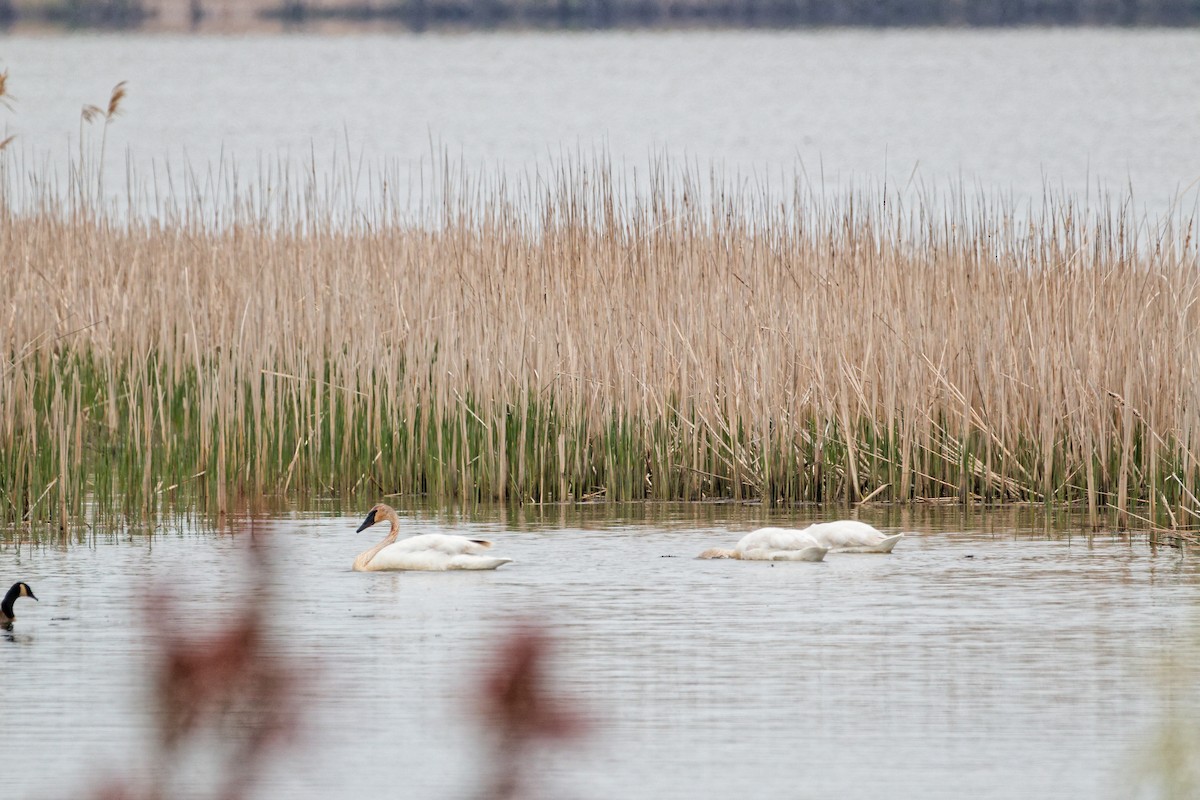 Trumpeter Swan - ML618404602