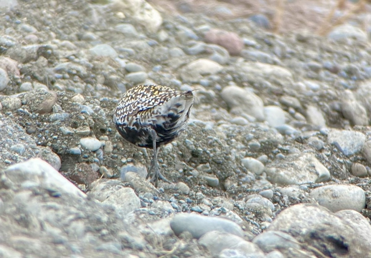 Chorlito Dorado Siberiano - ML618404638