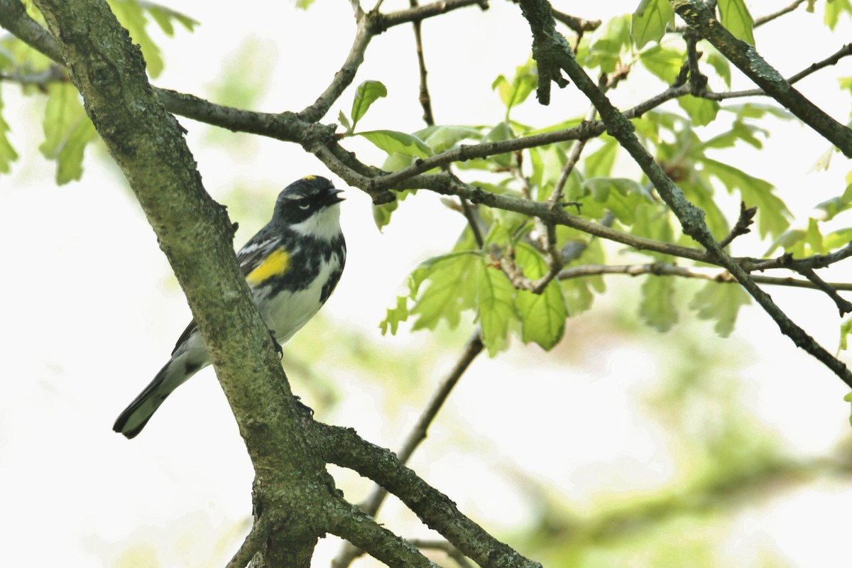 Yellow-rumped Warbler - Rodney Strayer