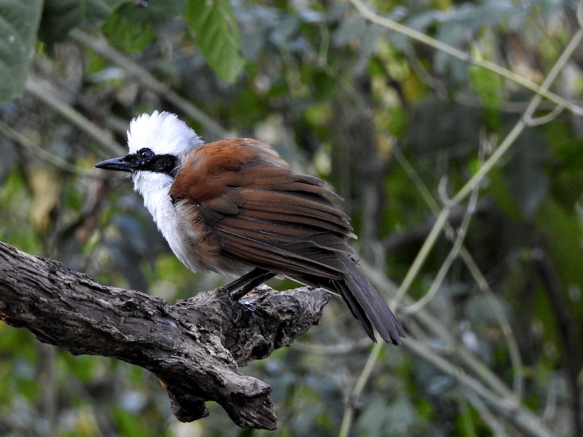 White-crested Laughingthrush - ML618404669