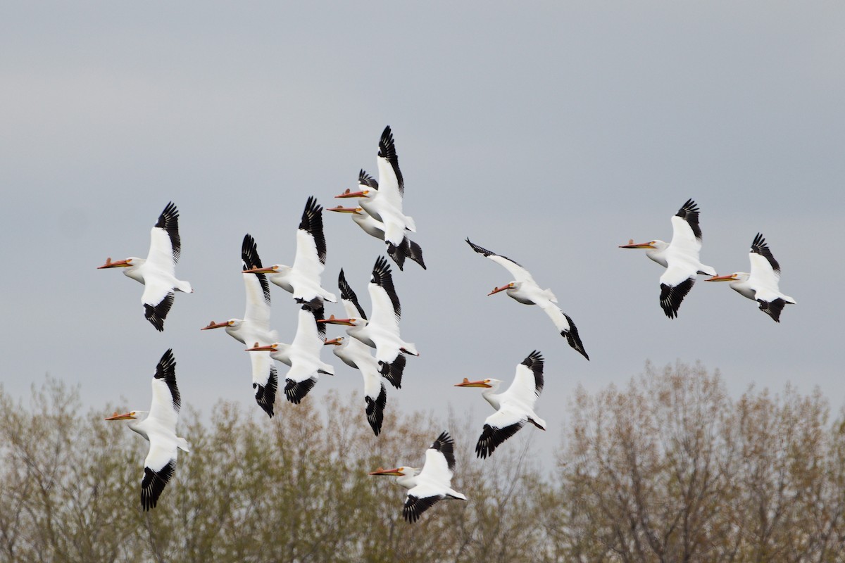 American White Pelican - ML618404671