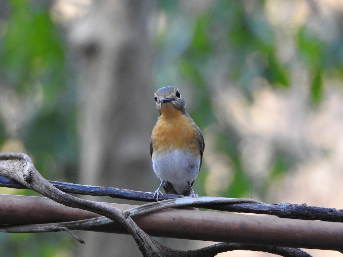 Indochinese Blue Flycatcher - ML618404701