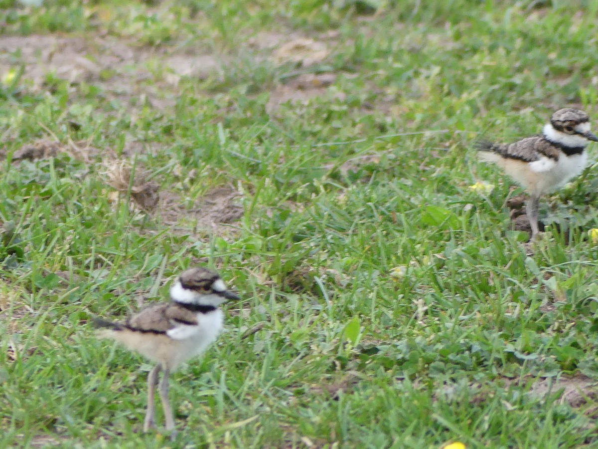 Killdeer - ML618404702