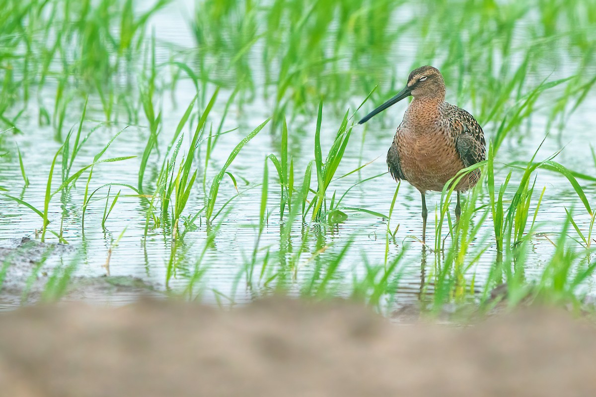Long-billed Dowitcher - ML618404722