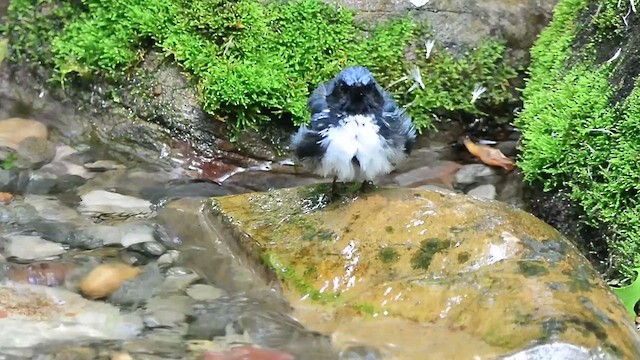 Black-throated Blue Warbler - ML618404760