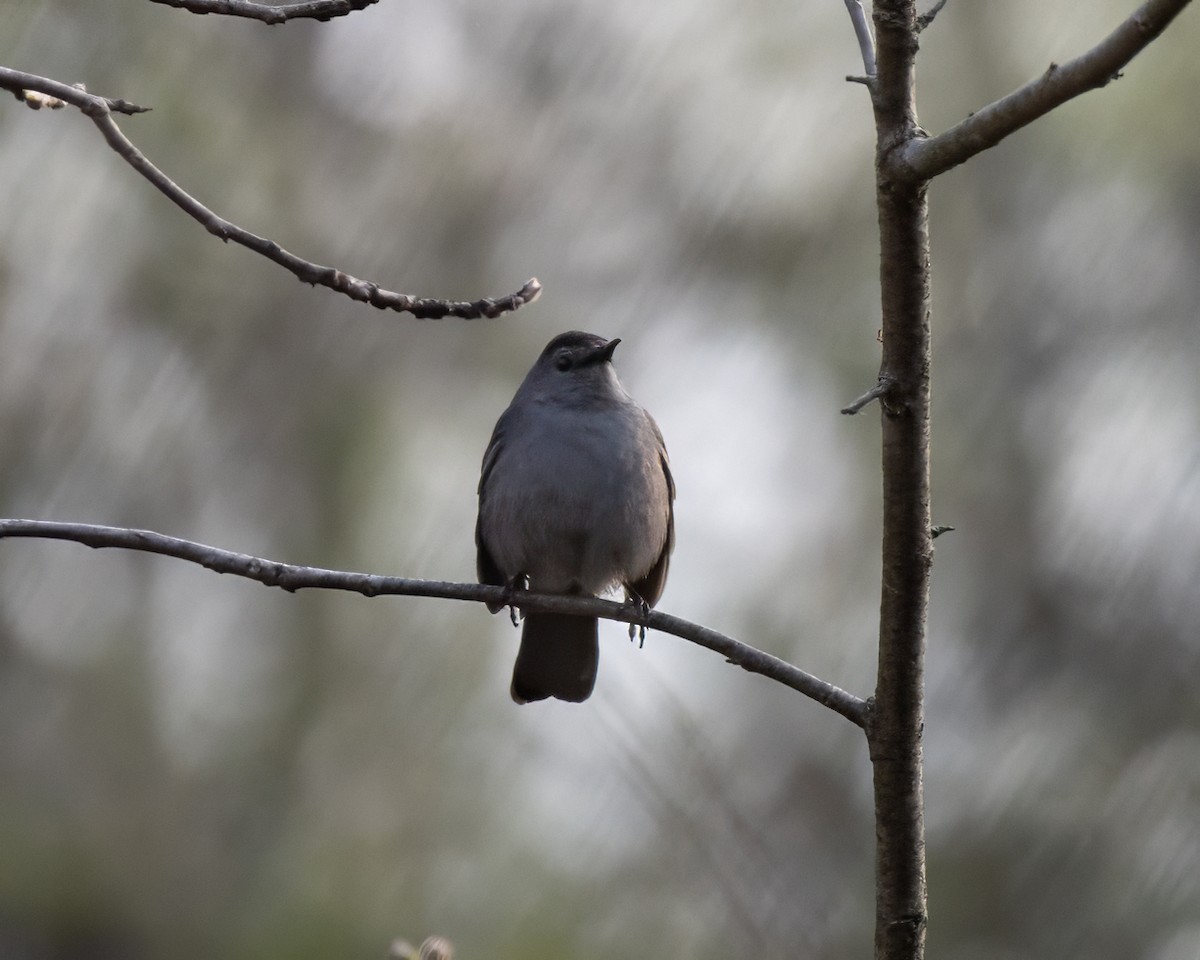 Gray Catbird - ML618404849