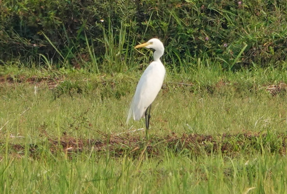 中白鷺 - ML618404862