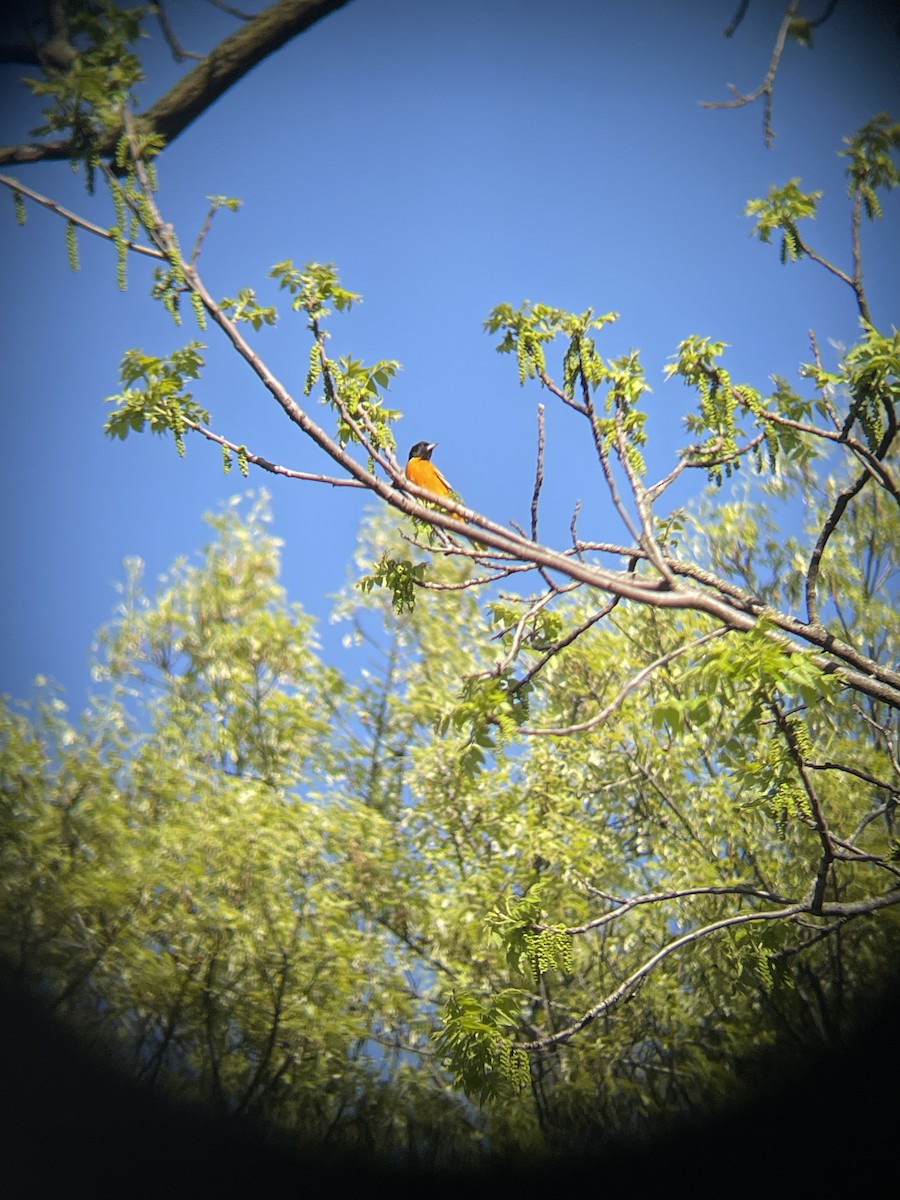 Baltimore Oriole - Adam Janicki