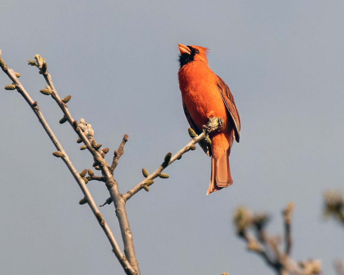 Cardinal rouge - ML618404909