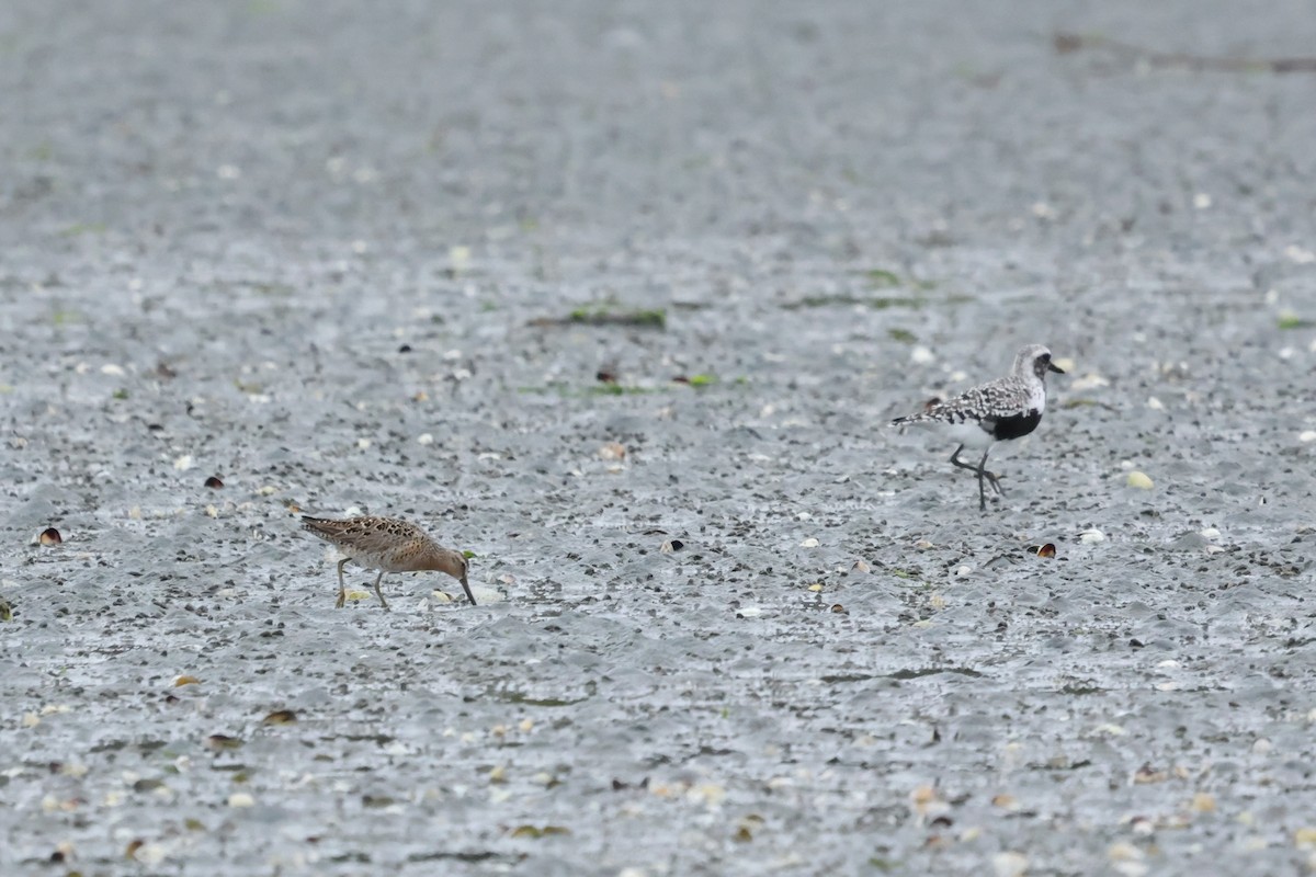 Short-billed Dowitcher - ML618404950