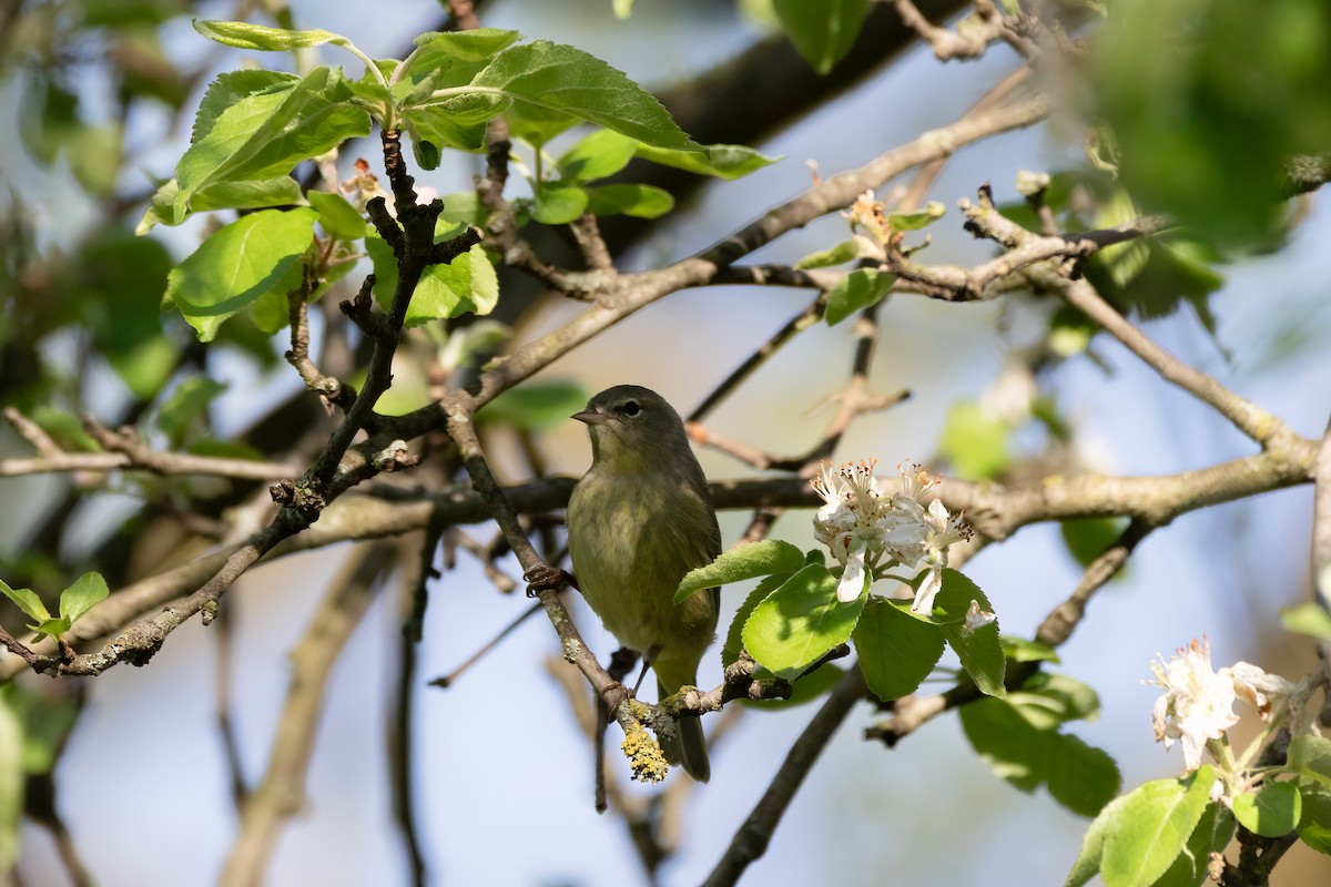 Orange-crowned Warbler - ML618404990