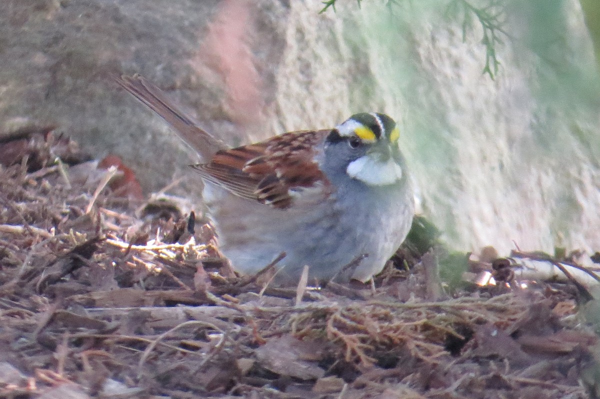 White-throated Sparrow - ML618405002