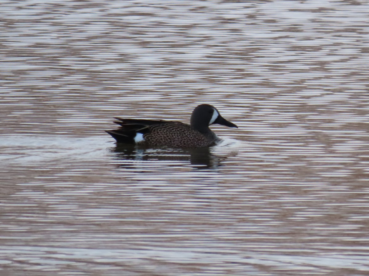 Blue-winged Teal - ML618405007