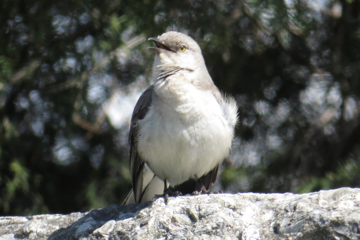 Northern Mockingbird - ML618405010