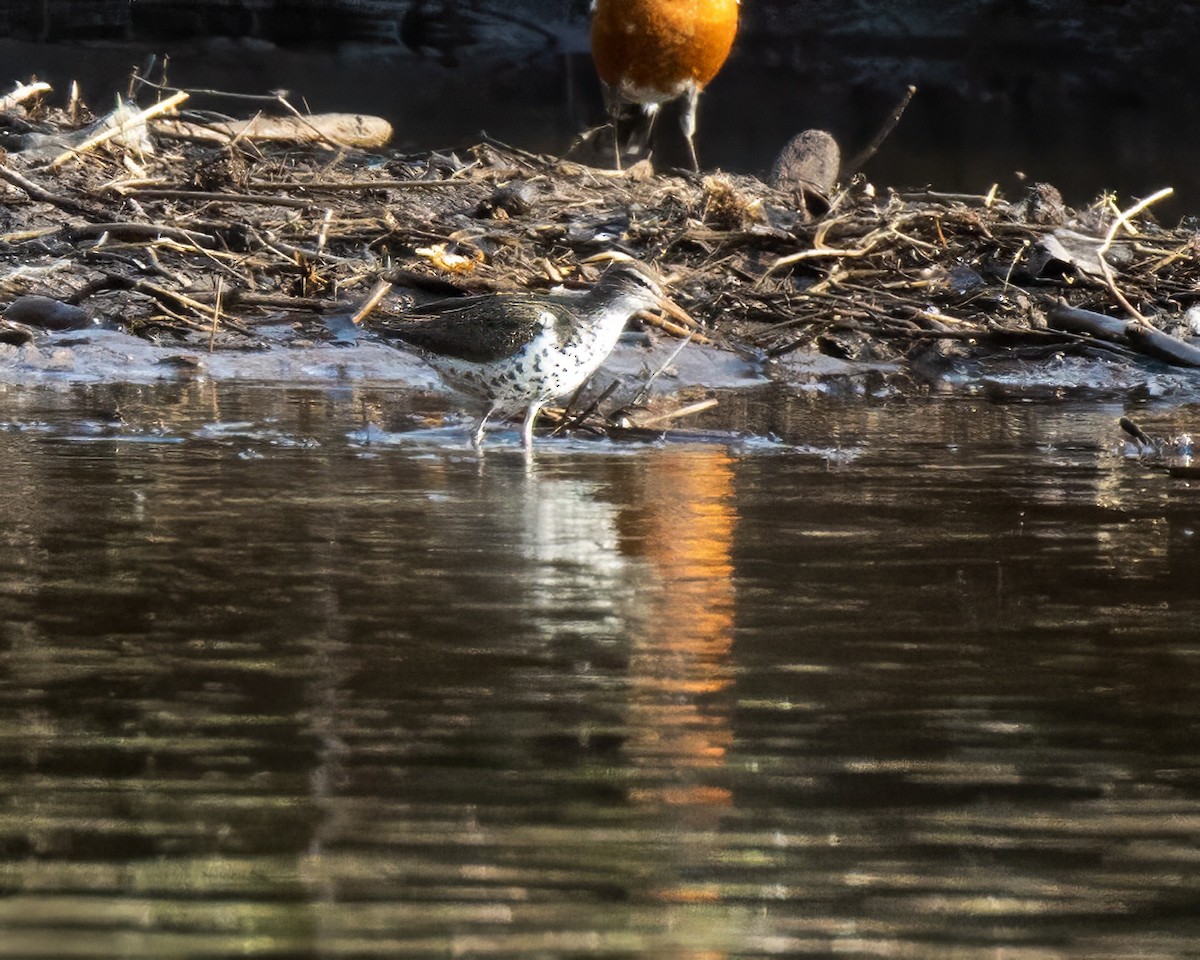 Spotted Sandpiper - ML618405012