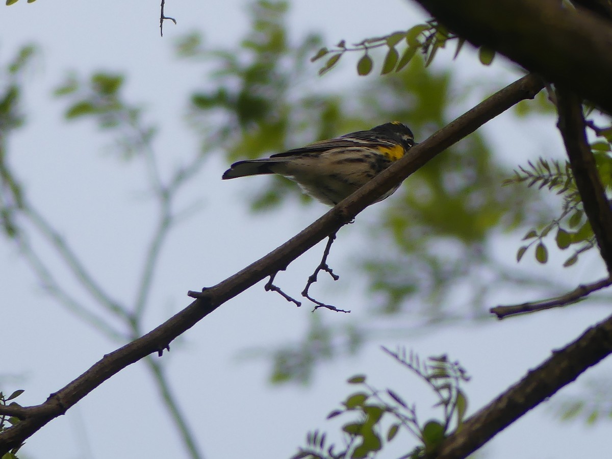 Yellow-rumped Warbler - ML618405013