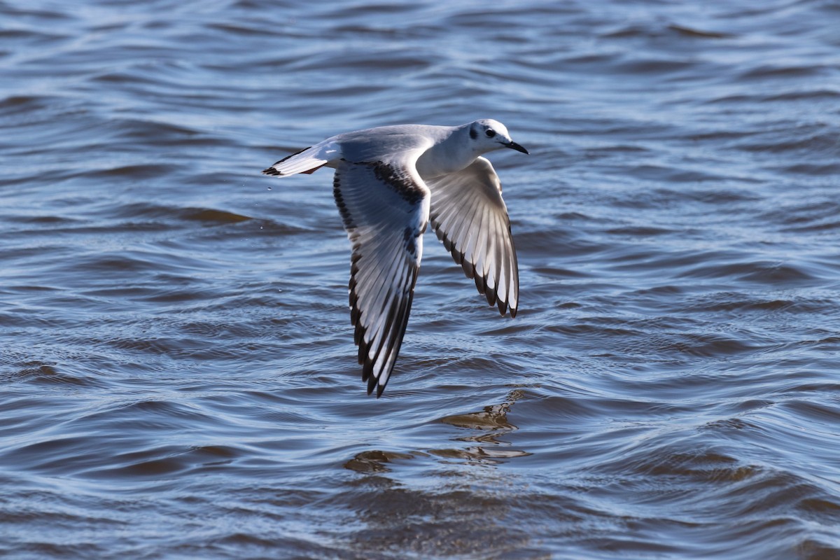 Bonaparte's Gull - ML618405016