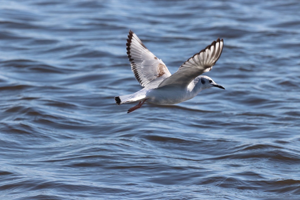 Bonaparte's Gull - ML618405017