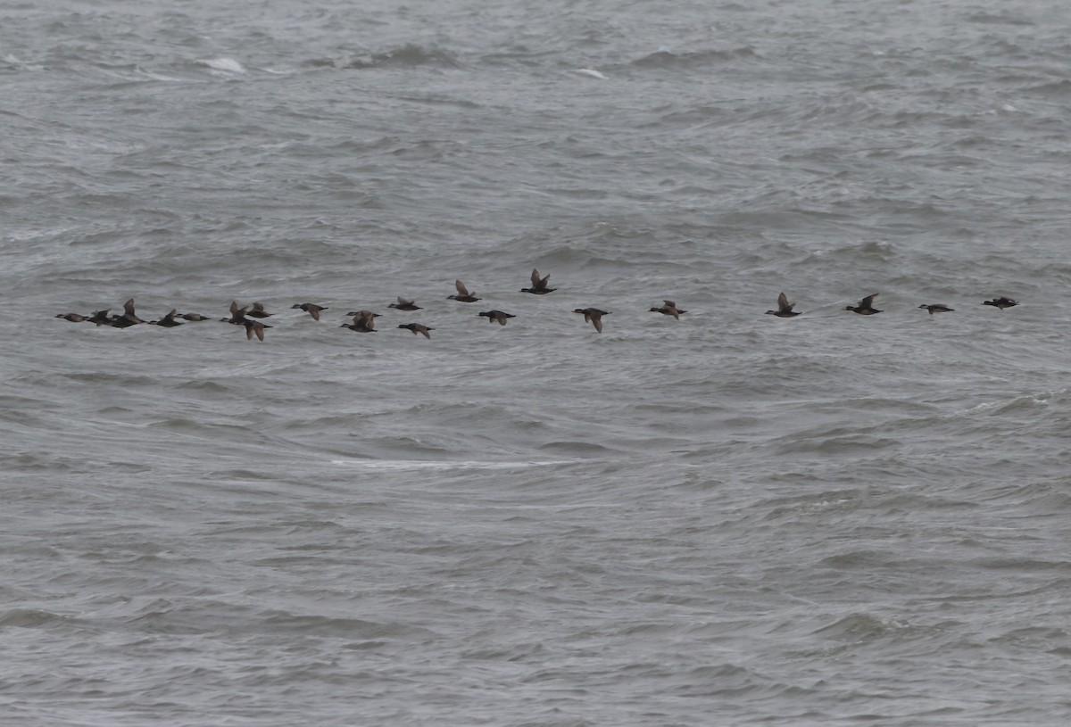 Black Scoter - Eric Yeich