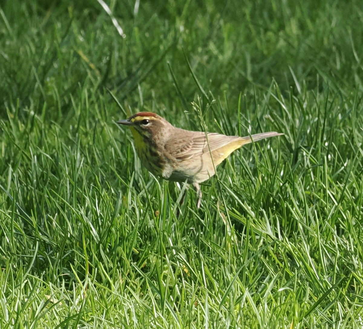 Paruline à couronne rousse - ML618405024