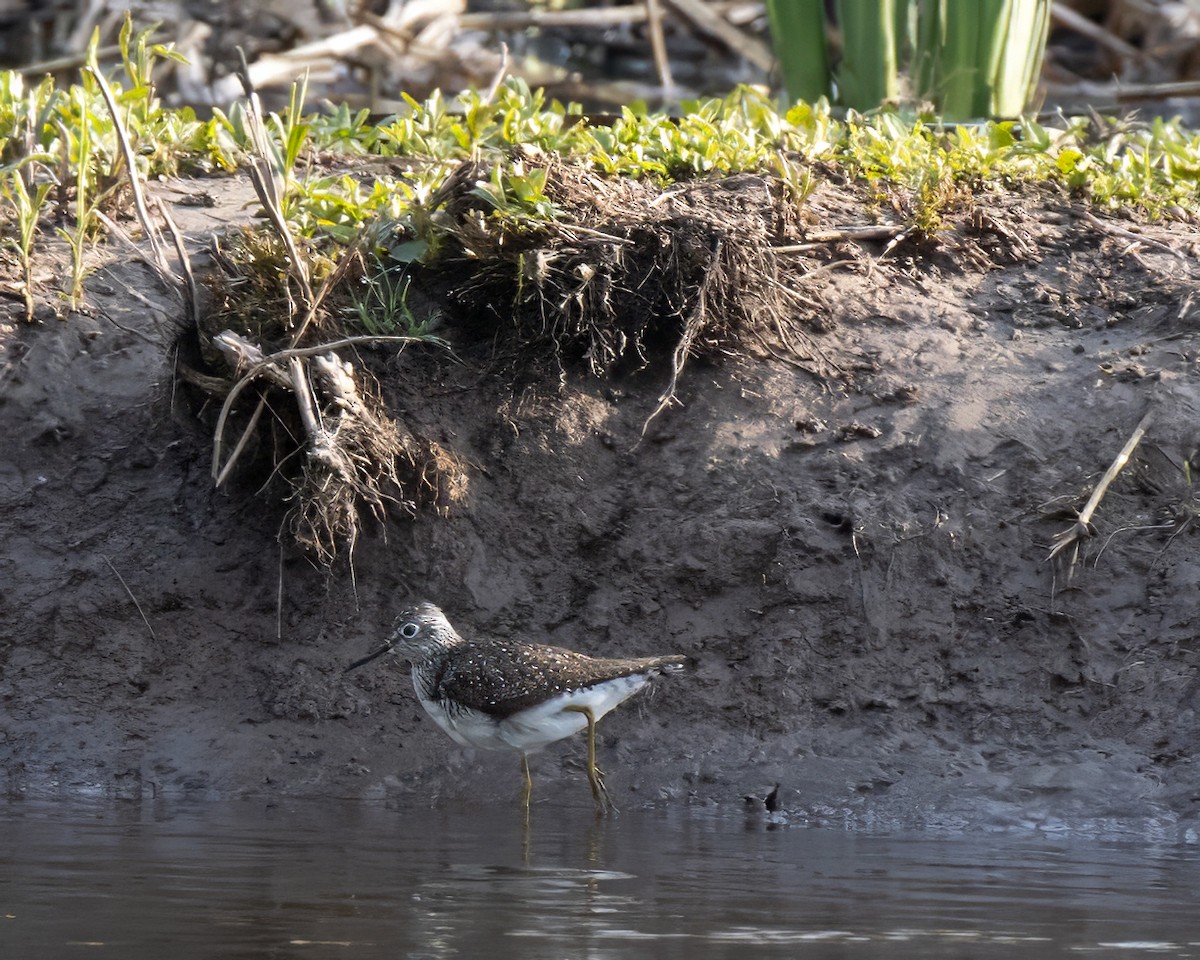 Solitary Sandpiper - ML618405026