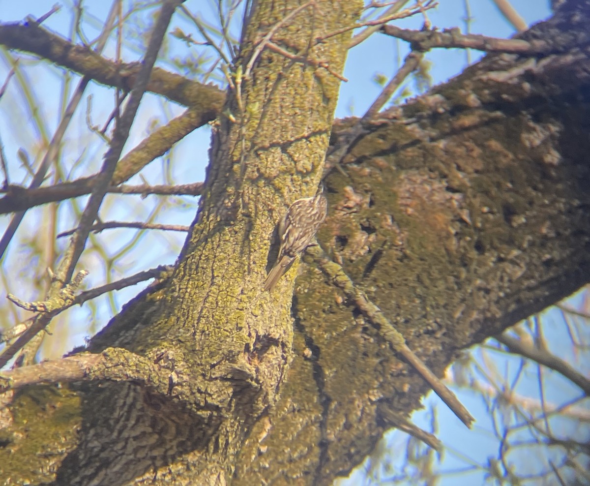 Brown Creeper - Adam Janicki