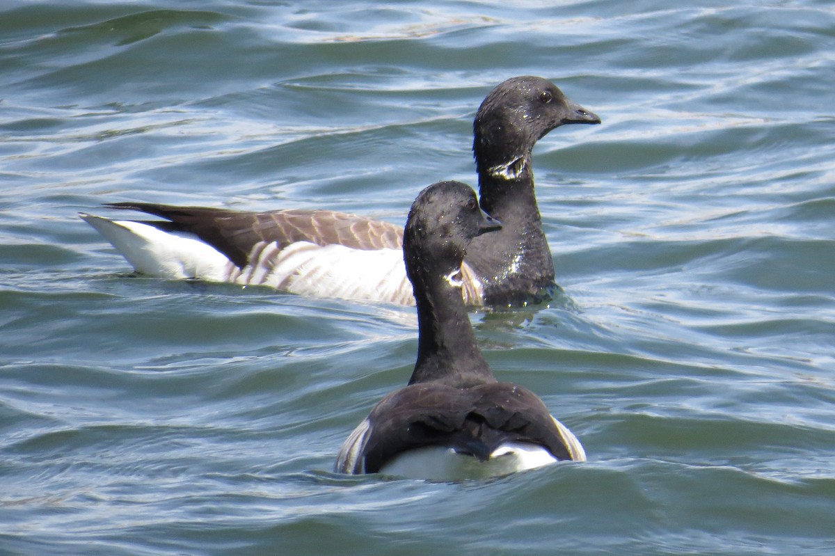 Brant - ML618405031