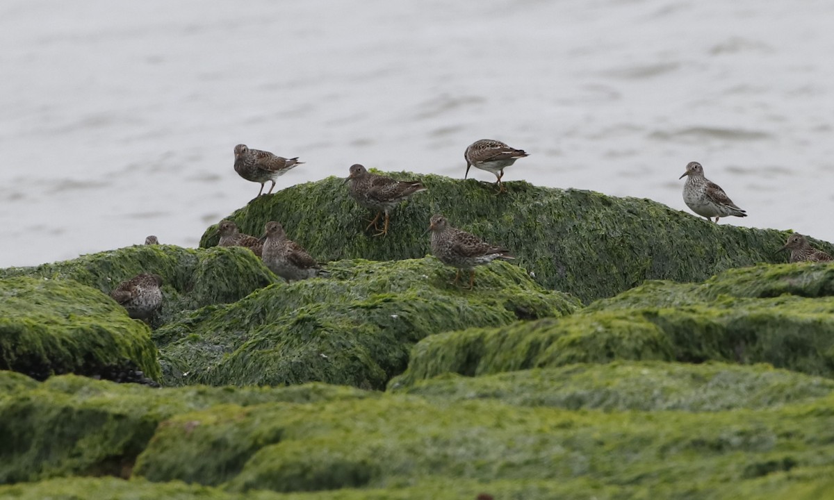 Purple Sandpiper - Eric Yeich