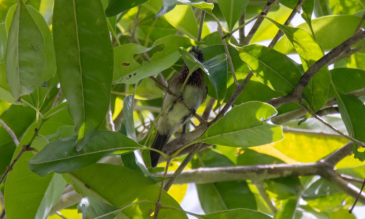 Mindanao Pygmy-Babbler - ML618405048