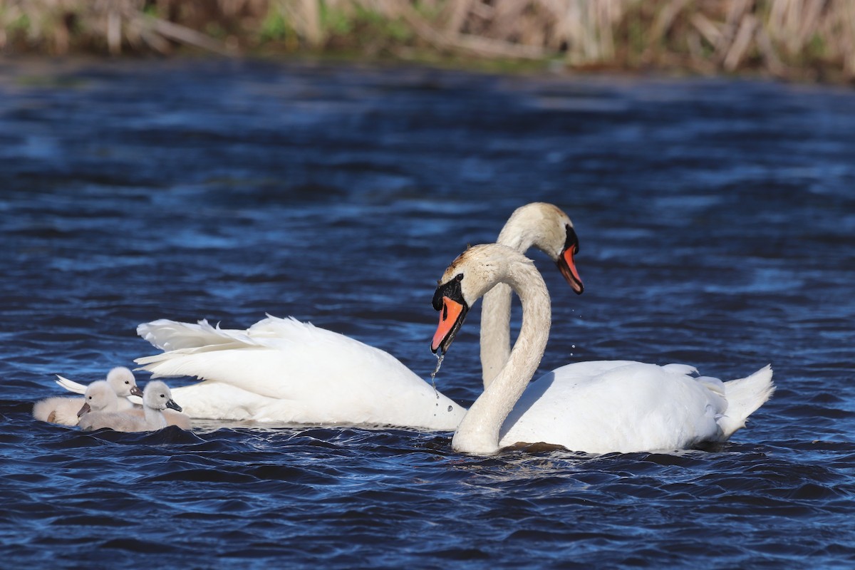 Höckerschwan - ML618405051