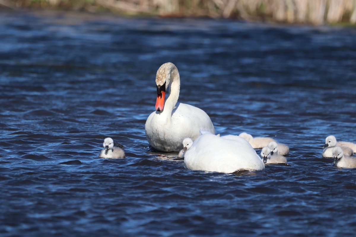 Mute Swan - ML618405053