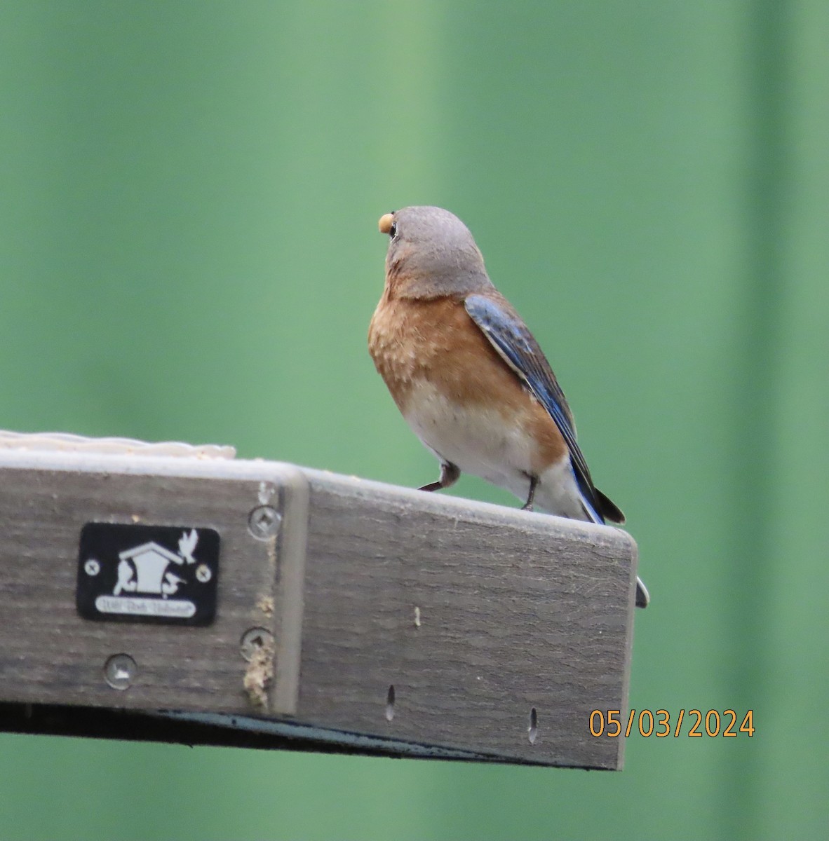 Eastern Bluebird - Susan Leake