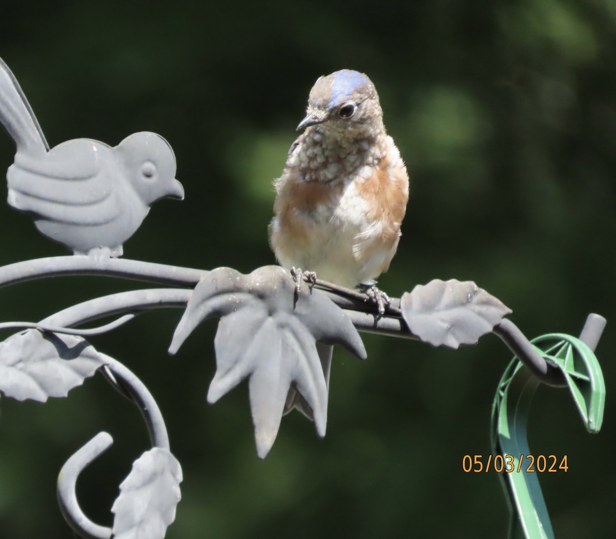 Eastern Bluebird - Susan Leake