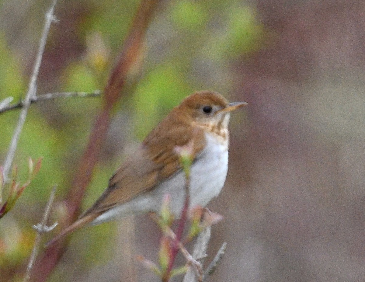 Veery - ML618405133