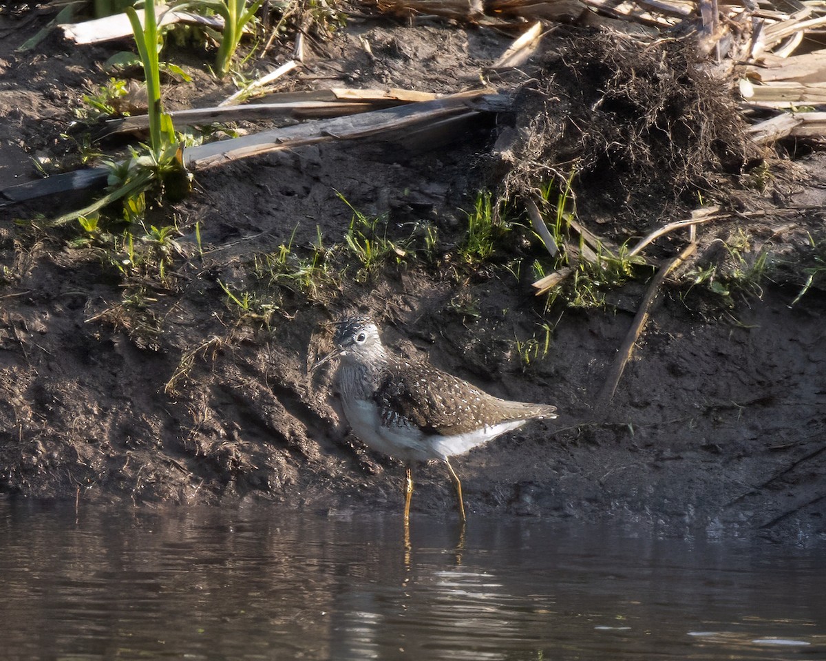 Solitary Sandpiper - Frank Pointner