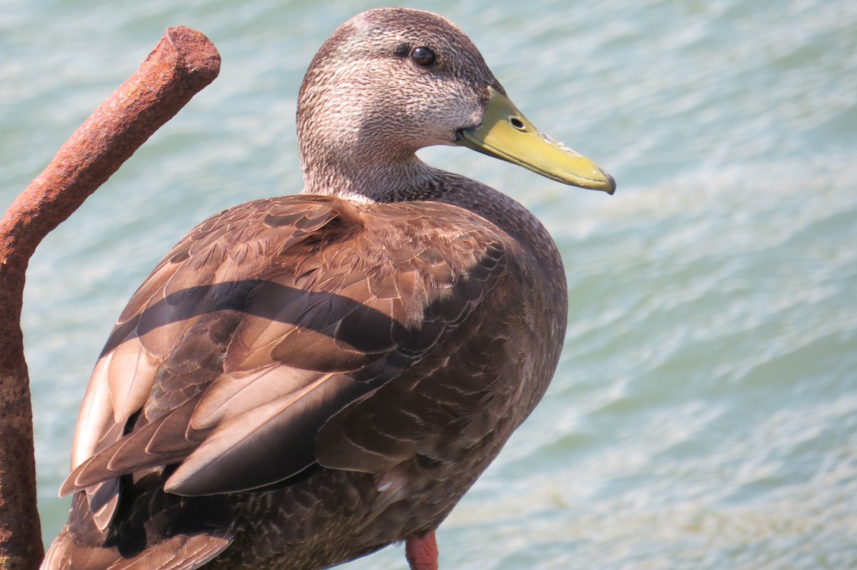 American Black Duck - Mayuko Fujino