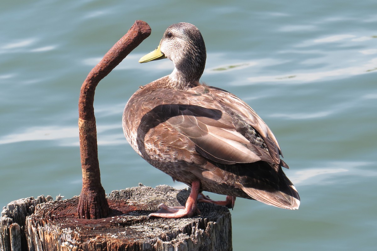 American Black Duck - ML618405153