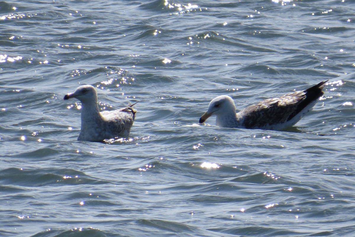 Herring Gull - Mayuko Fujino