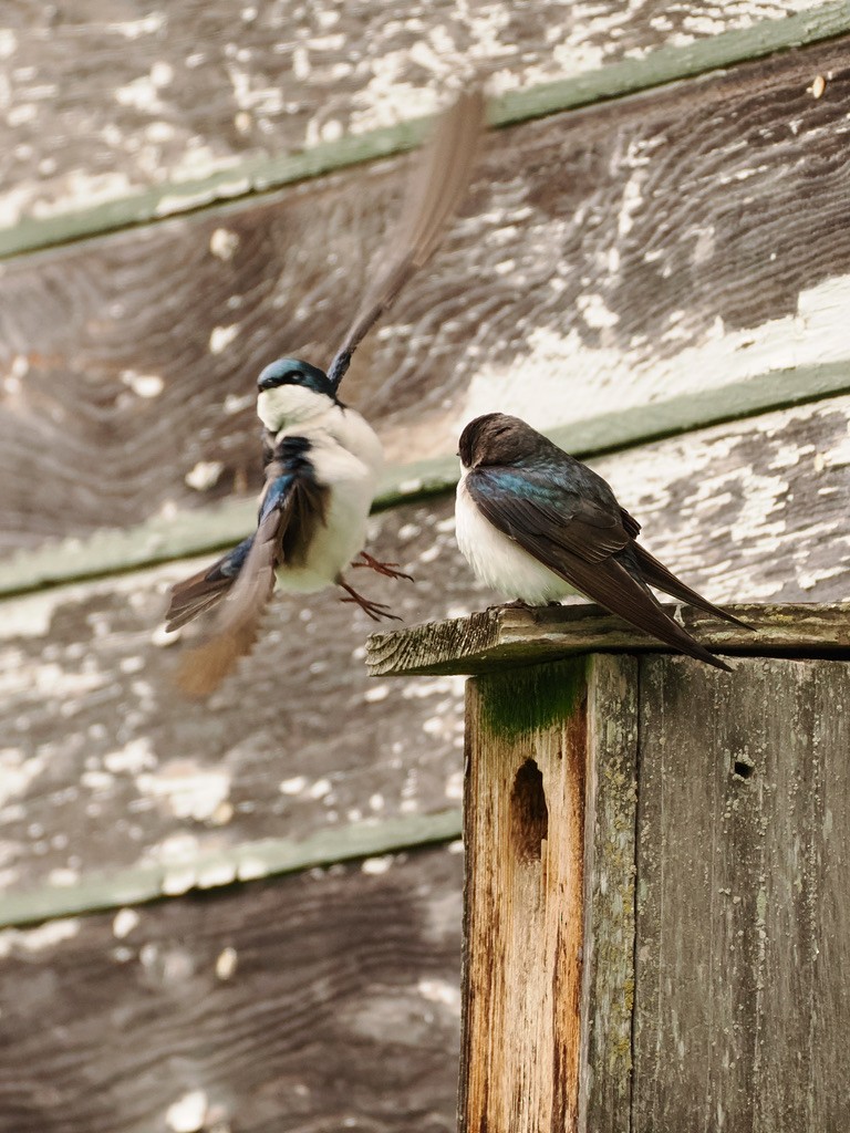 Tree Swallow - Britta Anson