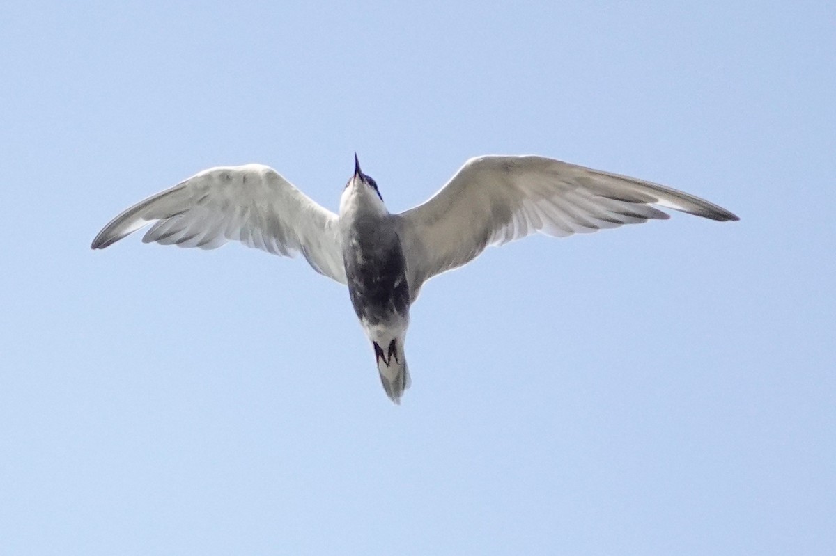 Whiskered Tern - ML618405192