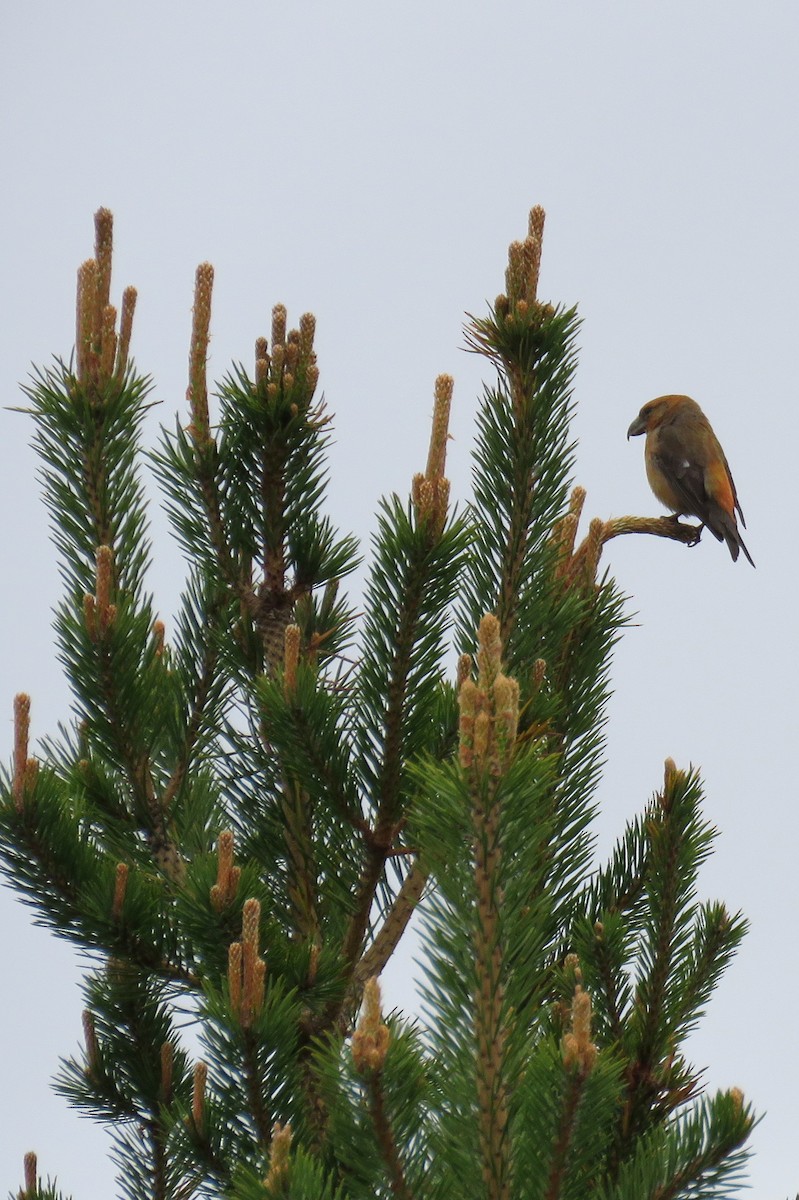 Red Crossbill - ML618405201