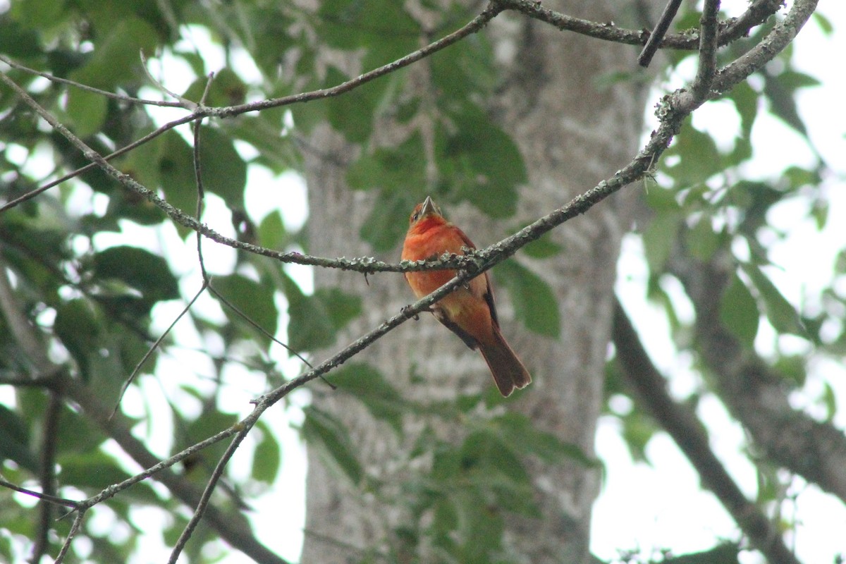 Hepatic Tanager - ML618405206