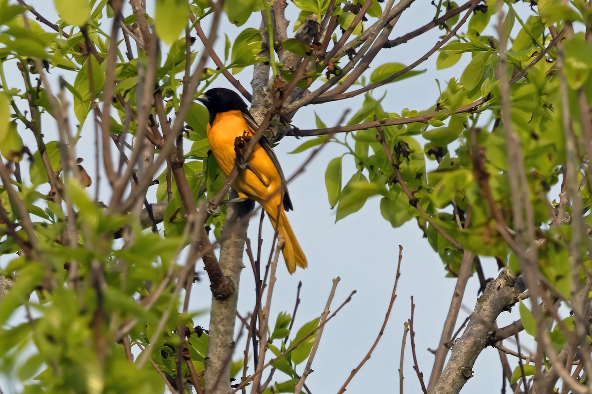 Baltimore Oriole - ML618405212