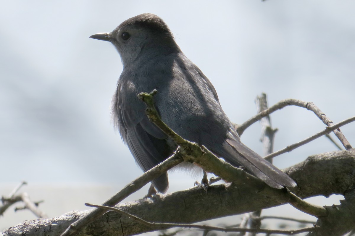 Gray Catbird - Mayuko Fujino