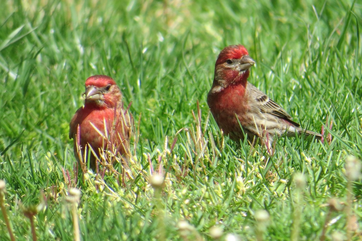 House Finch - ML618405229