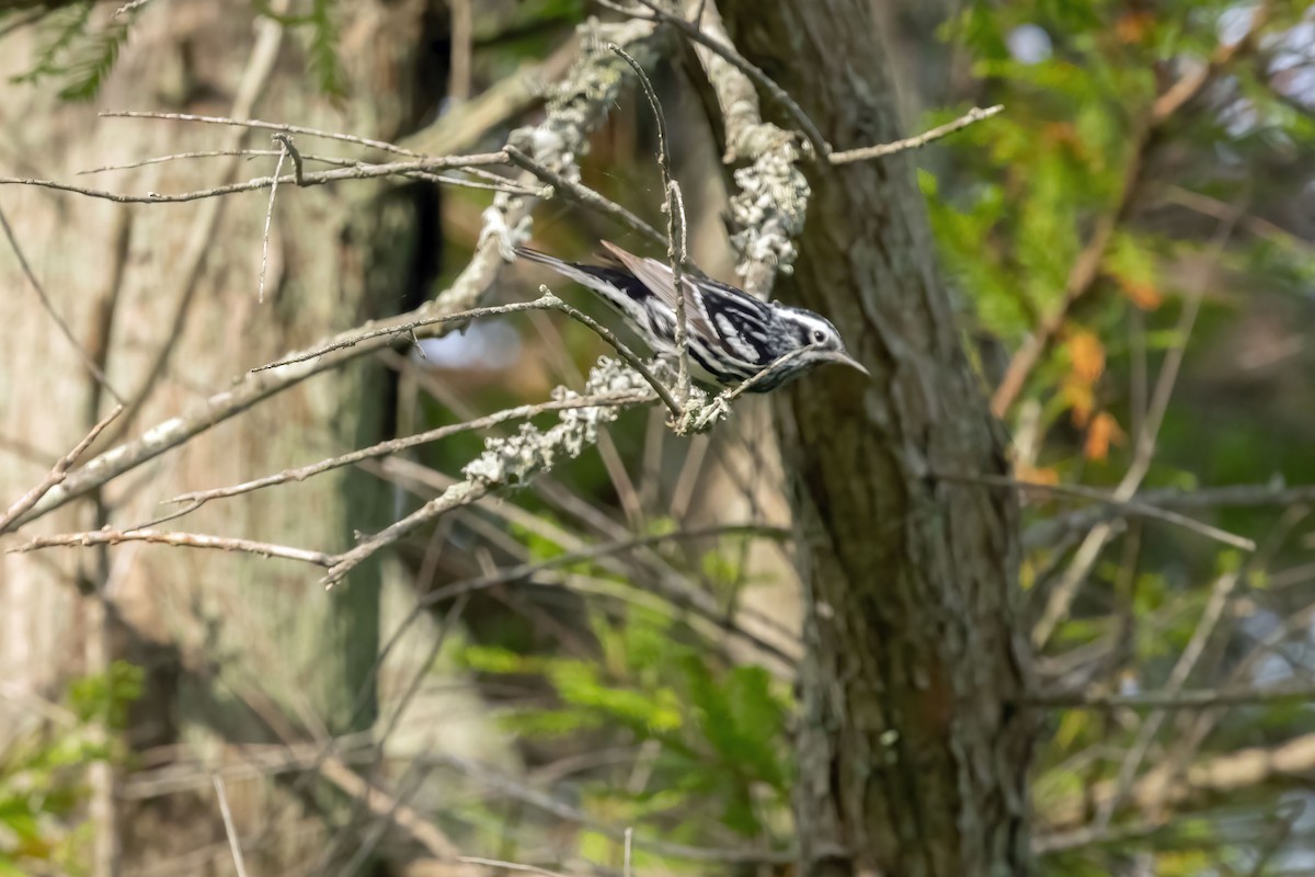 Black-and-white Warbler - ML618405231